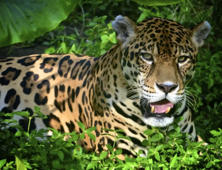 21 Incredible Animals That Live in the Amazon Rainforest