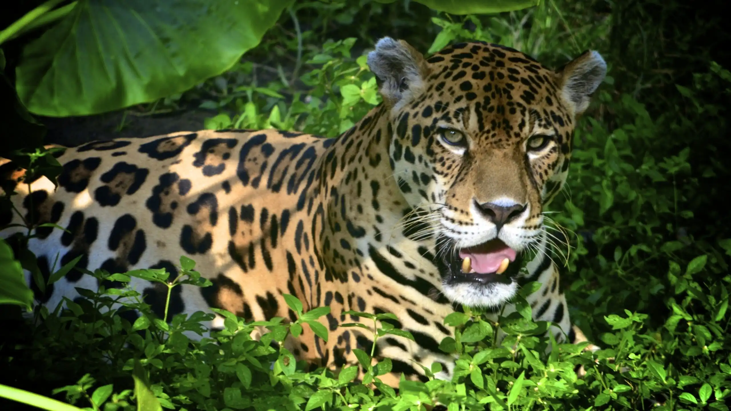 21 Incredible Animals That Live in the Amazon Rainforest